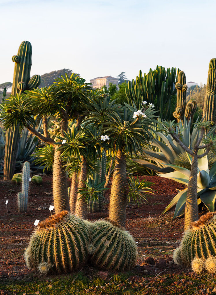 Il Parco Botanico Fondazione Radicepura