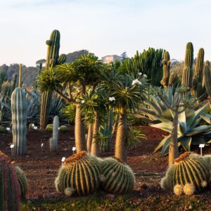 Radicepura Garden Festival